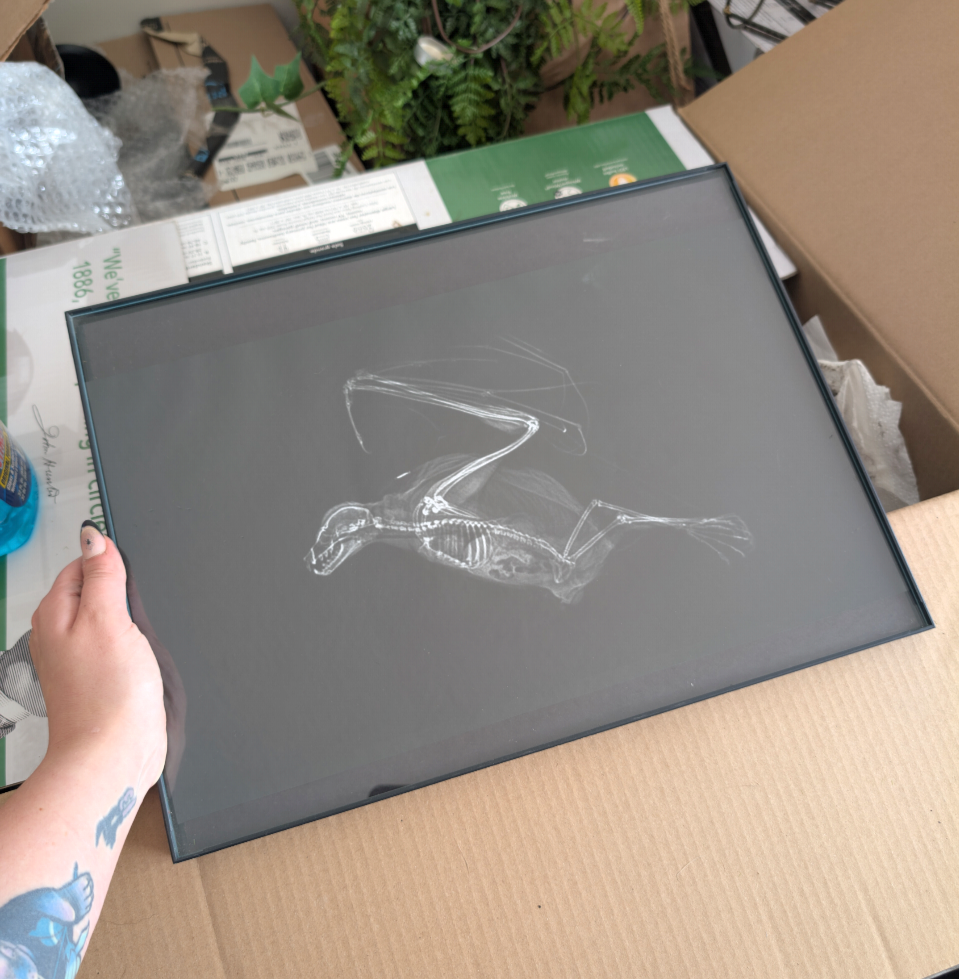 Bat x-ray photo